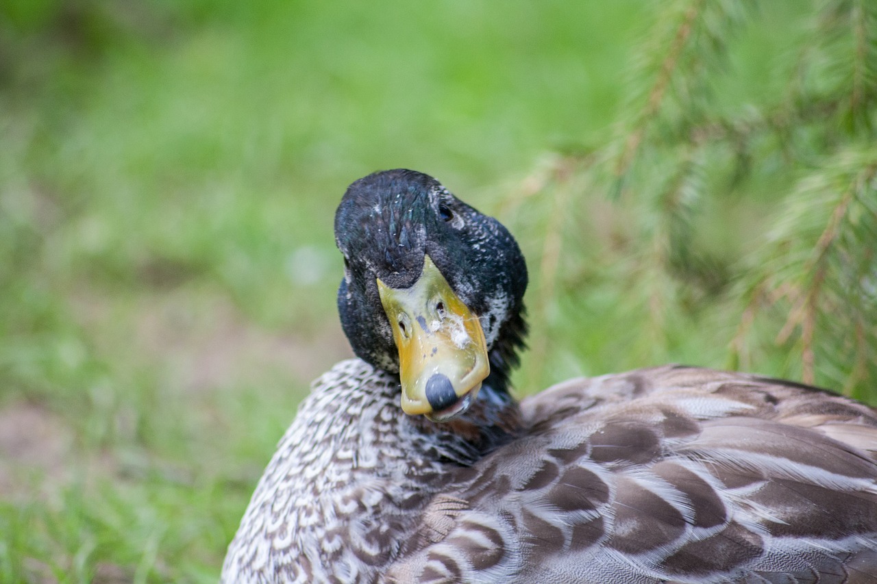 Image - duck bird view nature