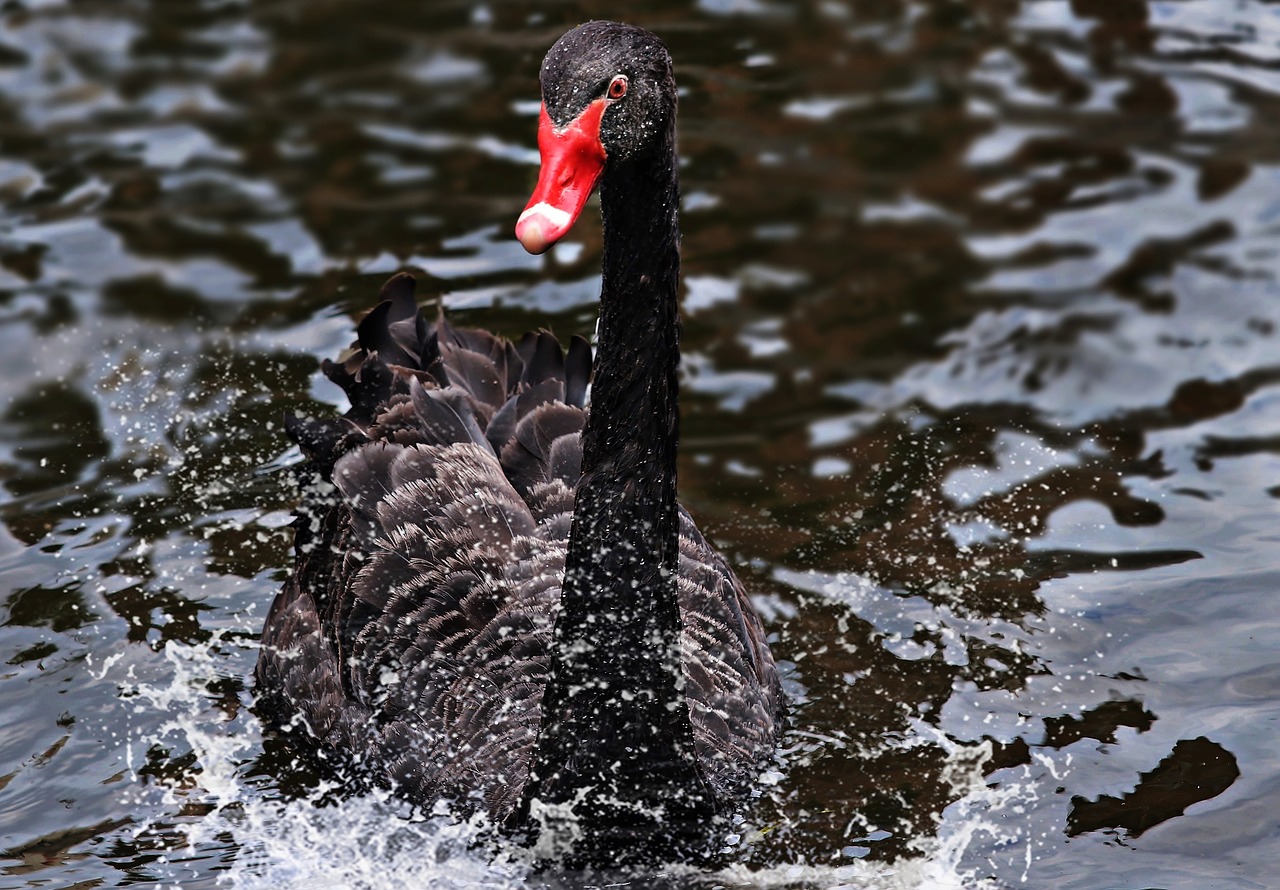 Image - mourning swan swan black black swan