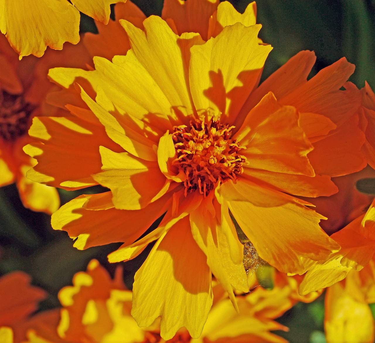 Image - summer flower mädchenauge yellow