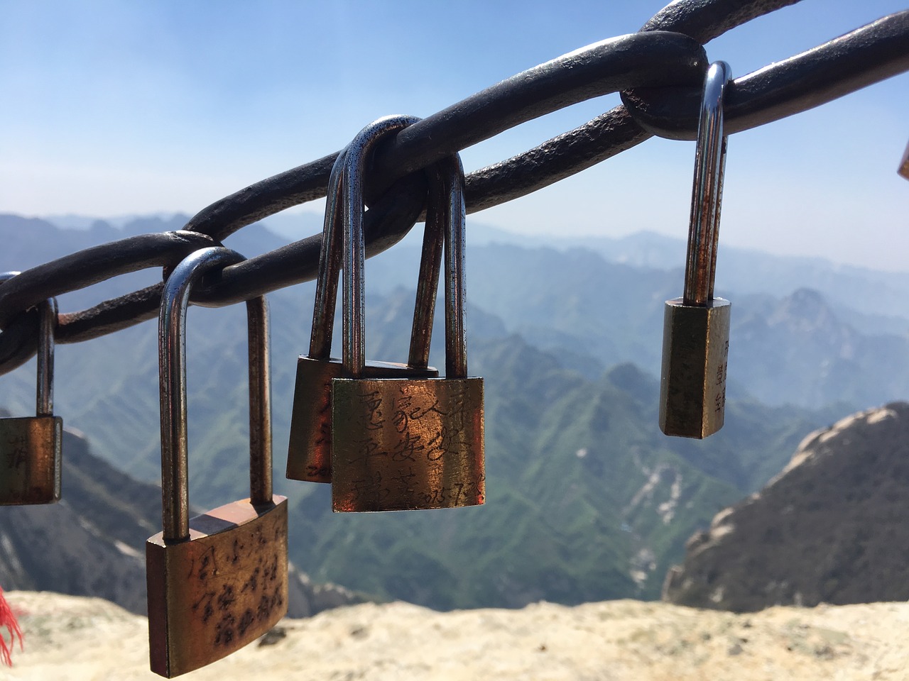 Image - pinus armandii the chains lock