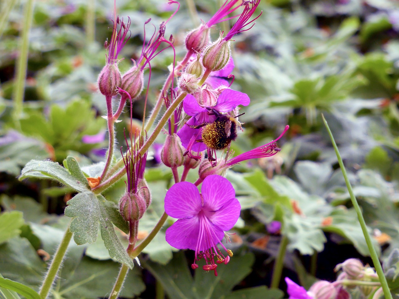 Image - pink flower flower bourdon pollen