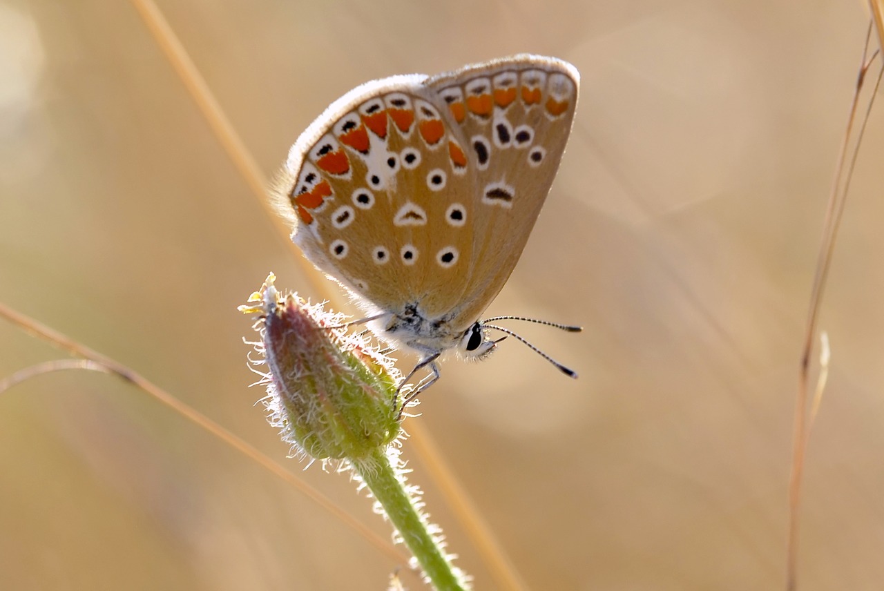 Image - butterflies macro very eyes turkey