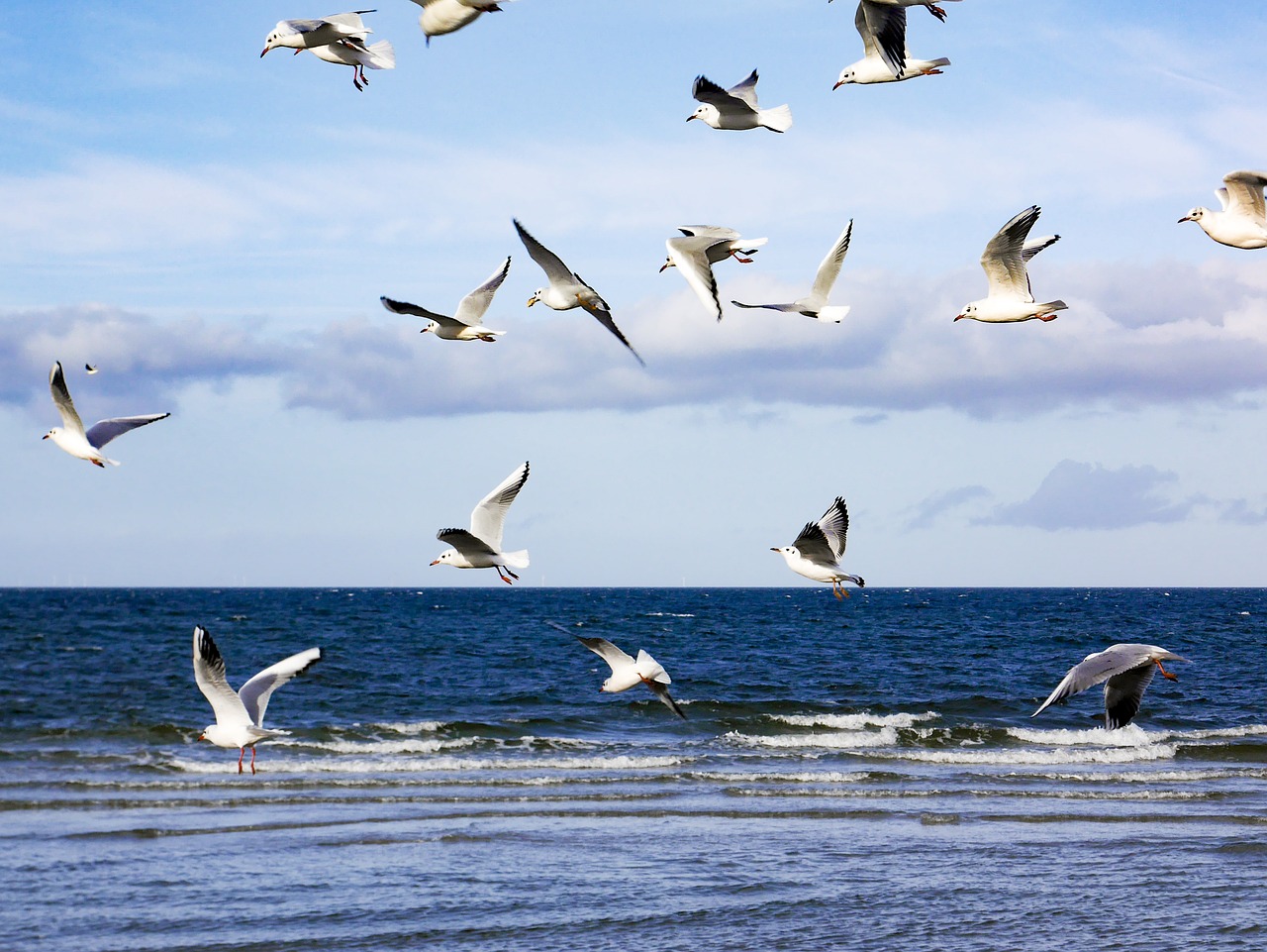 Image - gulls zingst sea