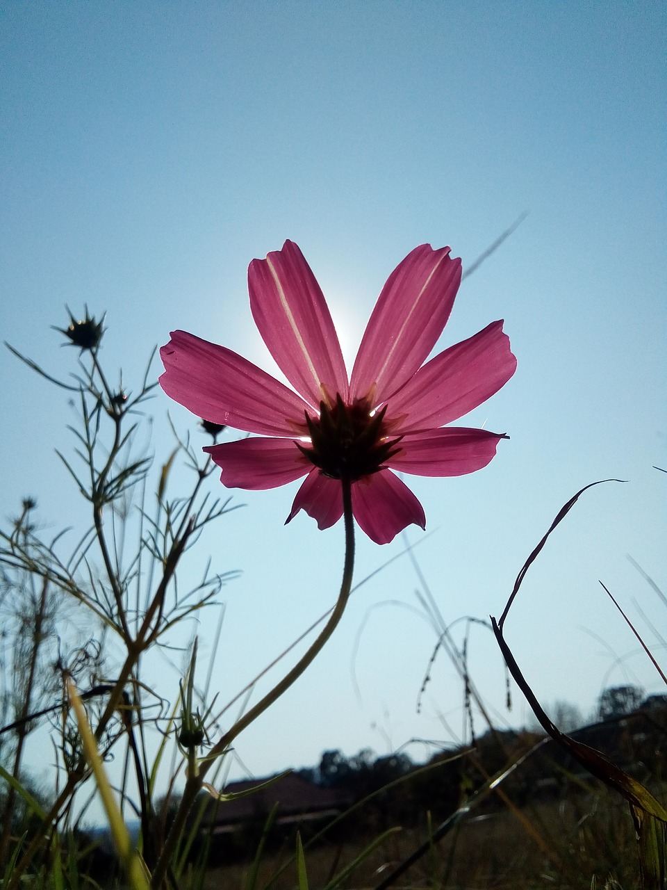 Image - daisy flower pink wild grass sky