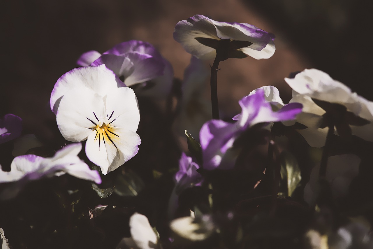 Image - pansy flowers spring nature close