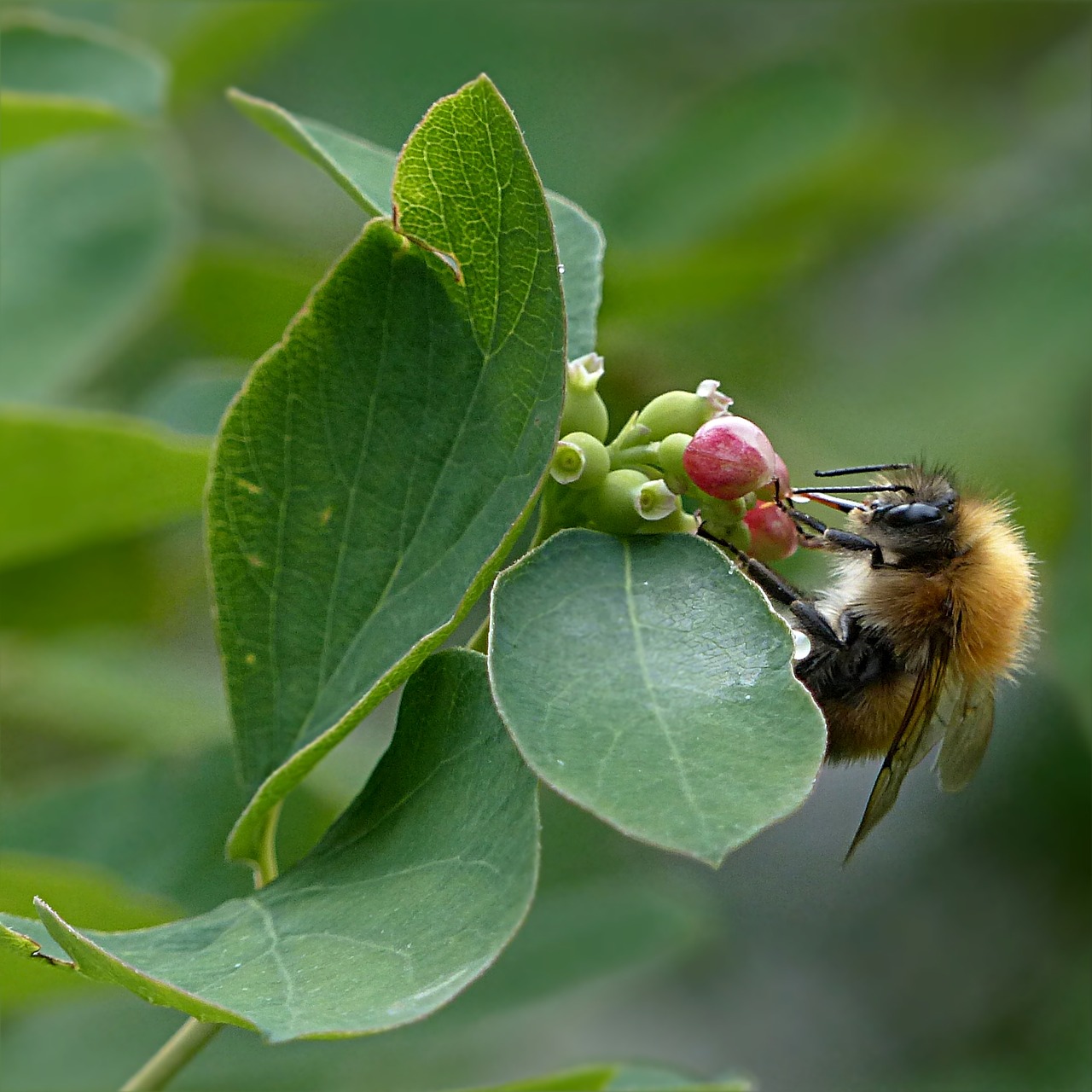 Image - animal insect bee honey bee apis