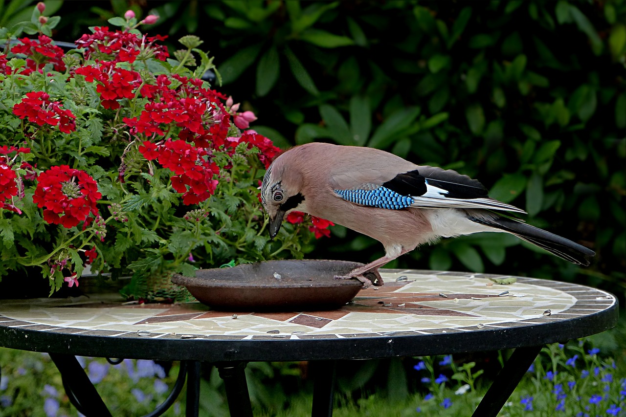 Image - bird jay garrulus glandarius
