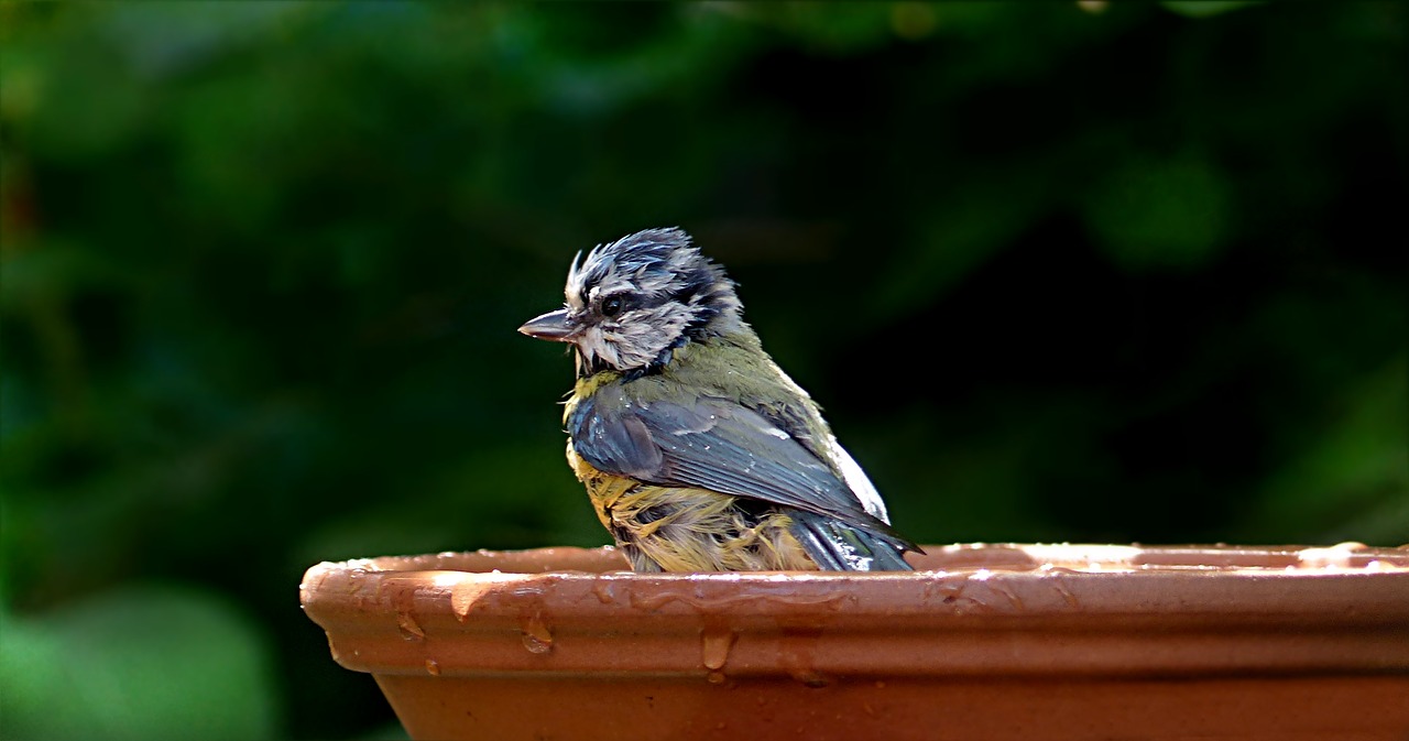 Image - bird tit blue tit young