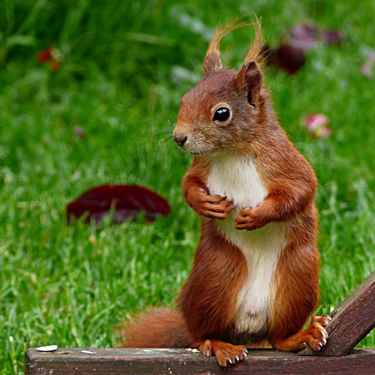 Image - animal rodent squirrel