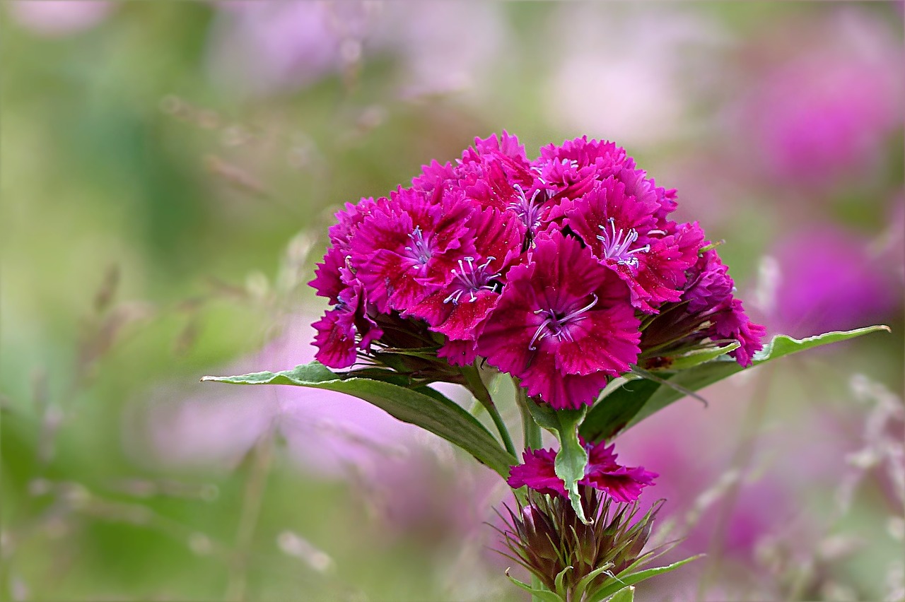 Image - plant flower sweet william