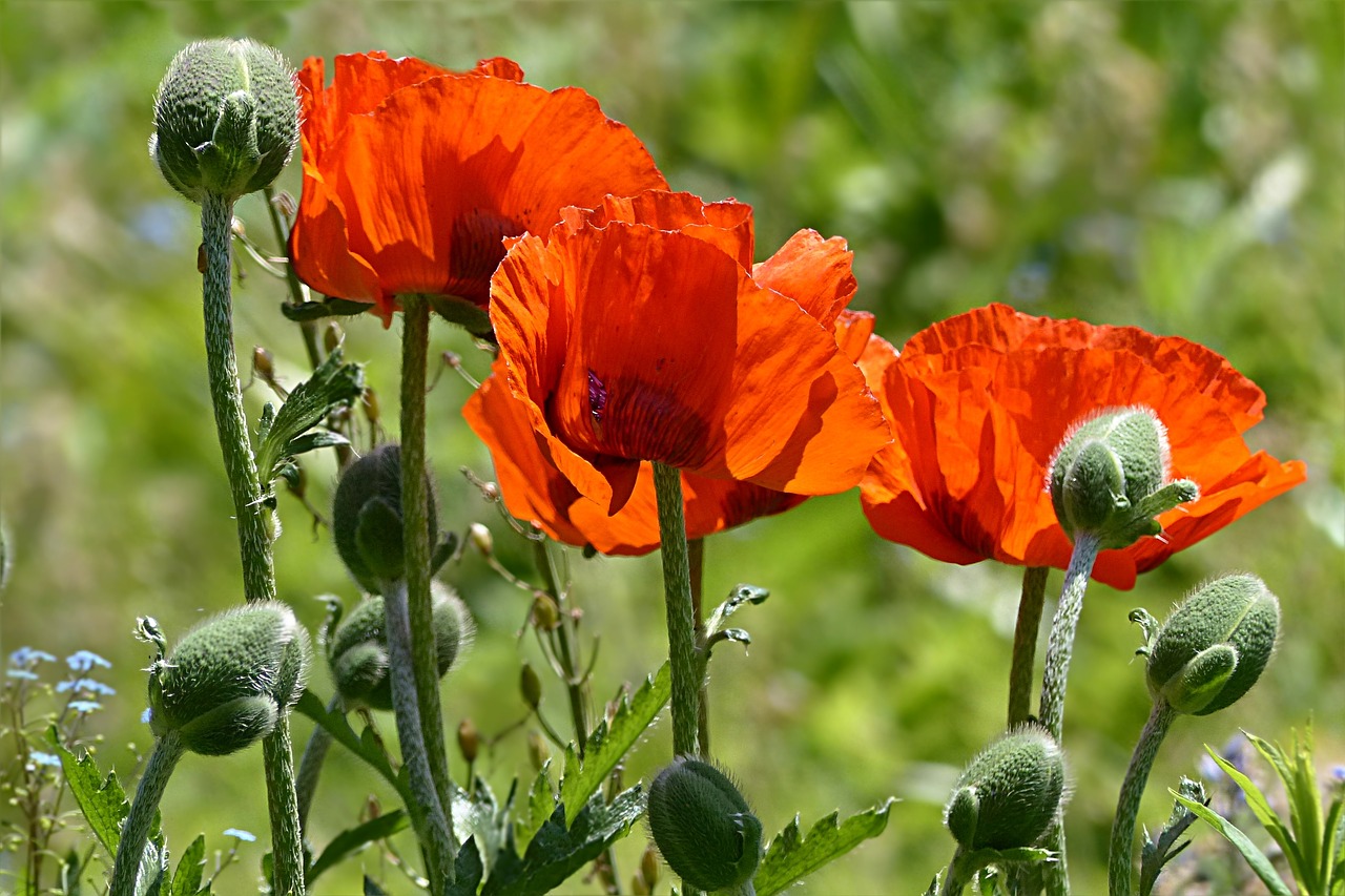 Image - plant flower poppy poppy flower
