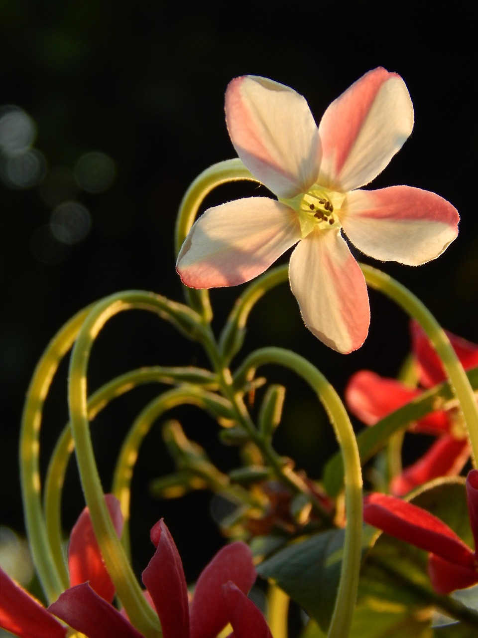 Image - flower bloom li floral nature