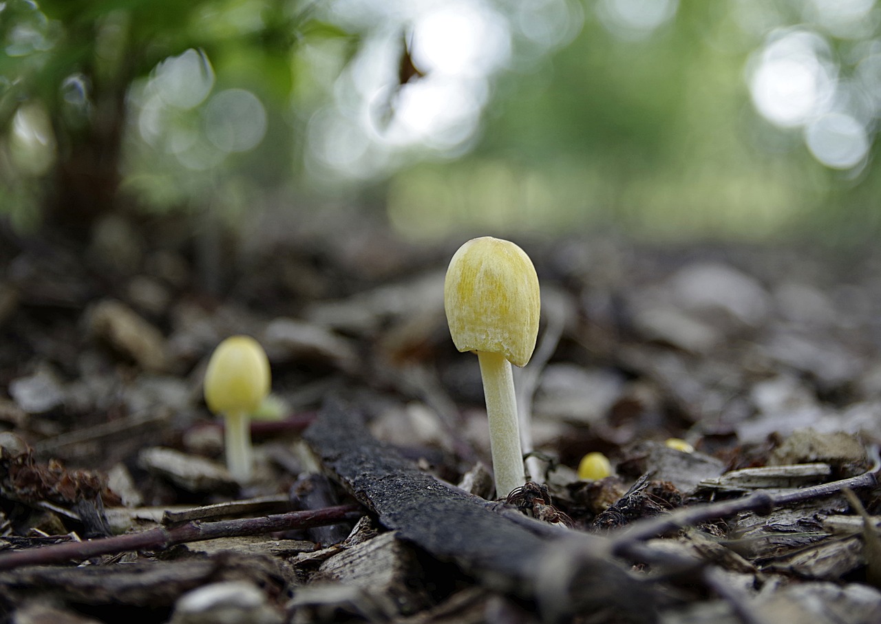Image - mushrooms yellow small minor