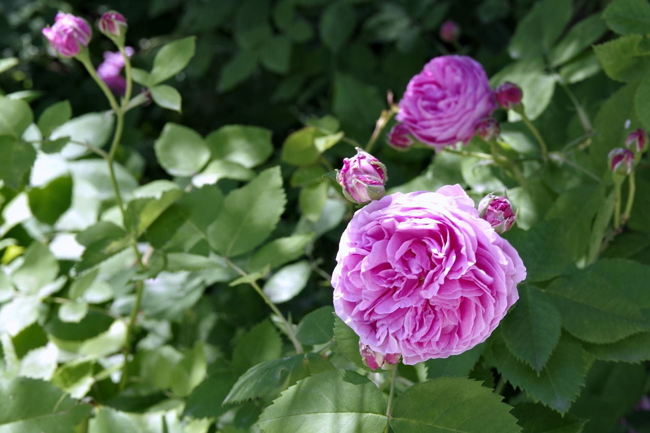 Image - rose purple pink bush foliage