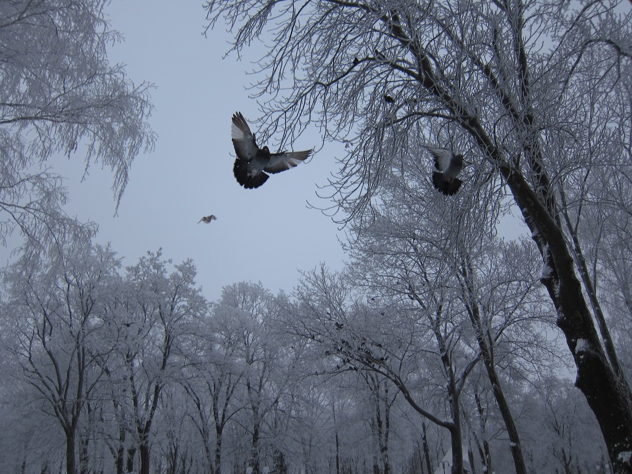 Image - winter dove snow nature cold