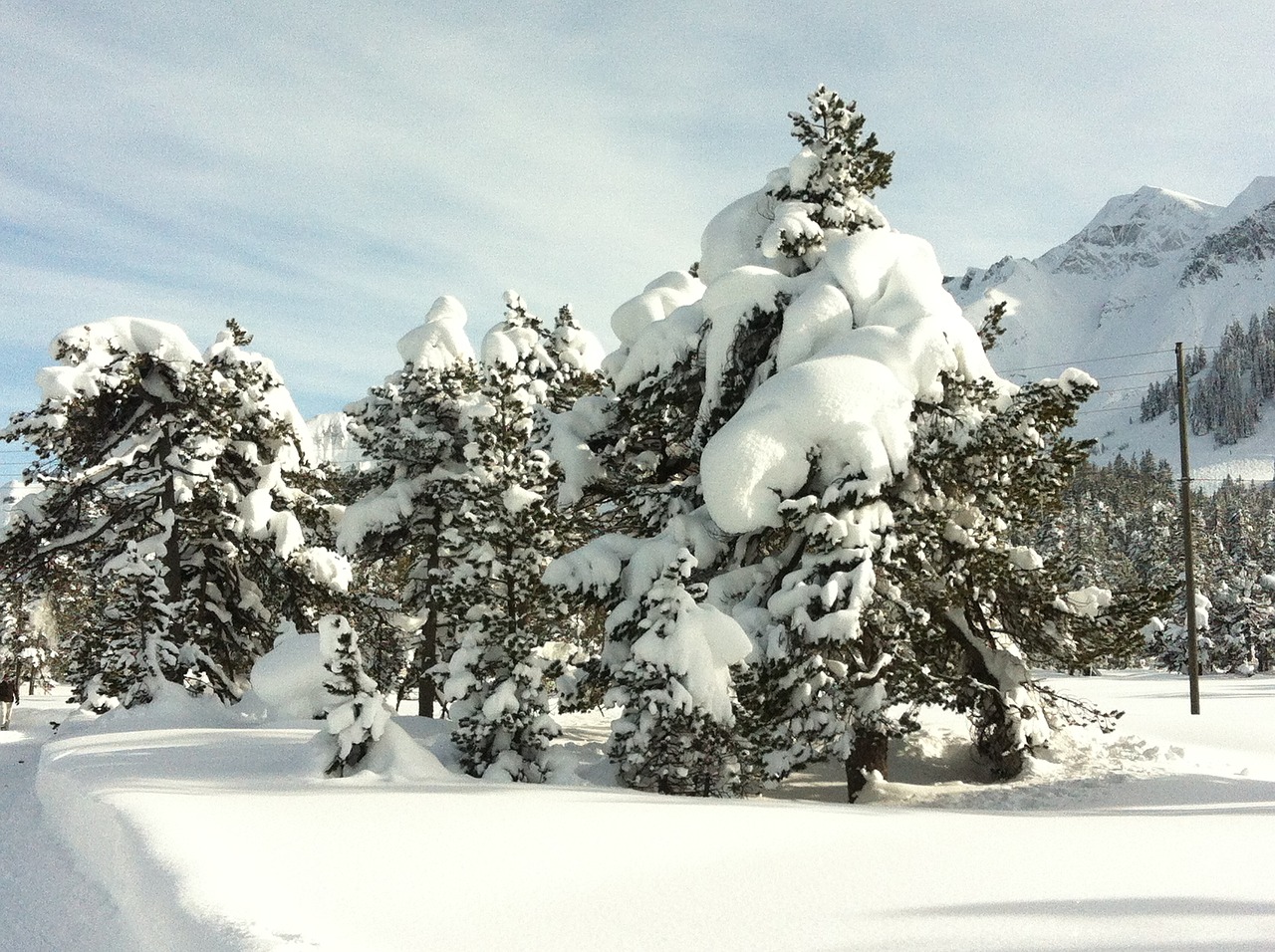 Image - snow wintry tree cold winter blast