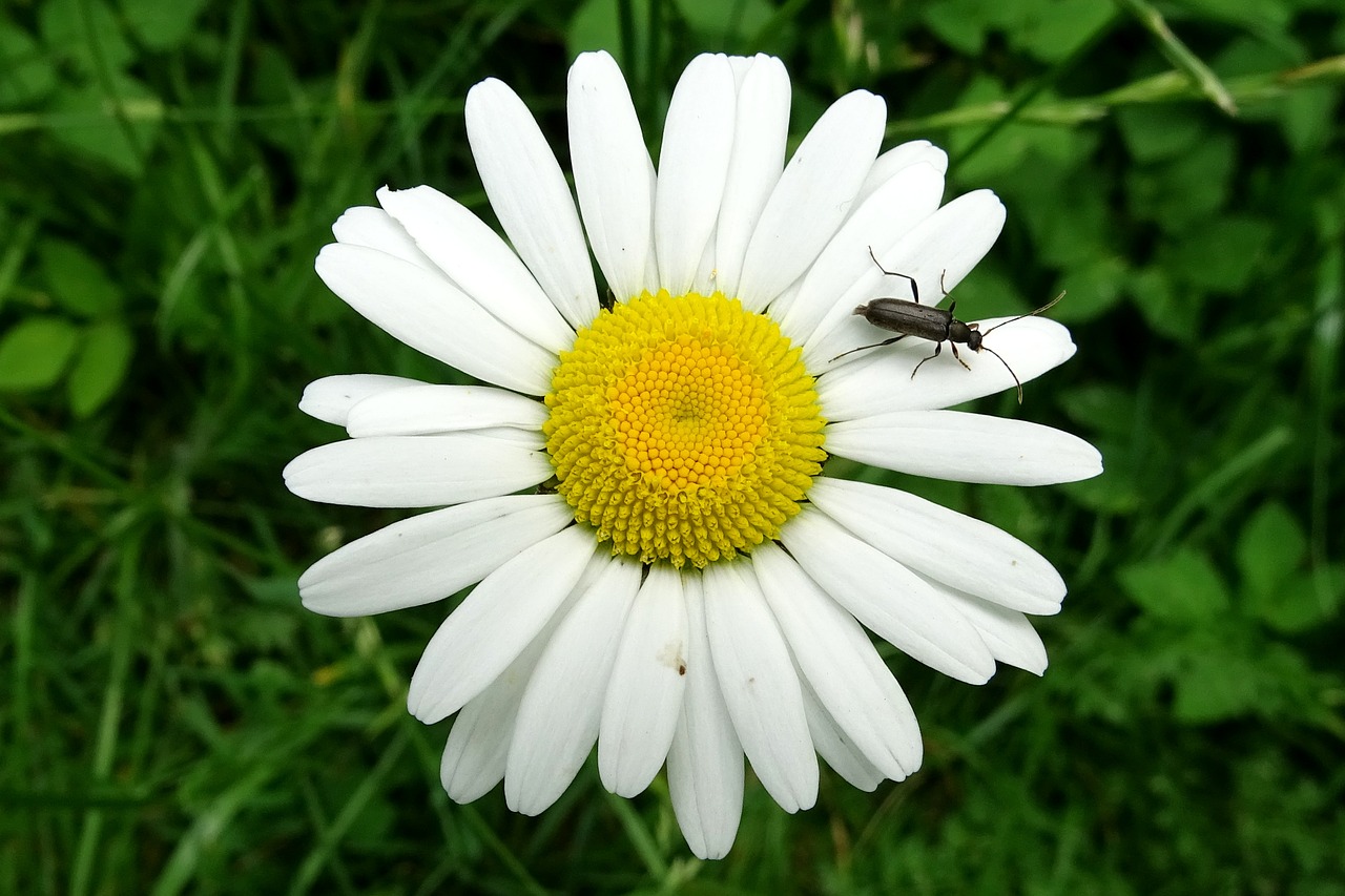 Image - marguerite beetle meadow margerite