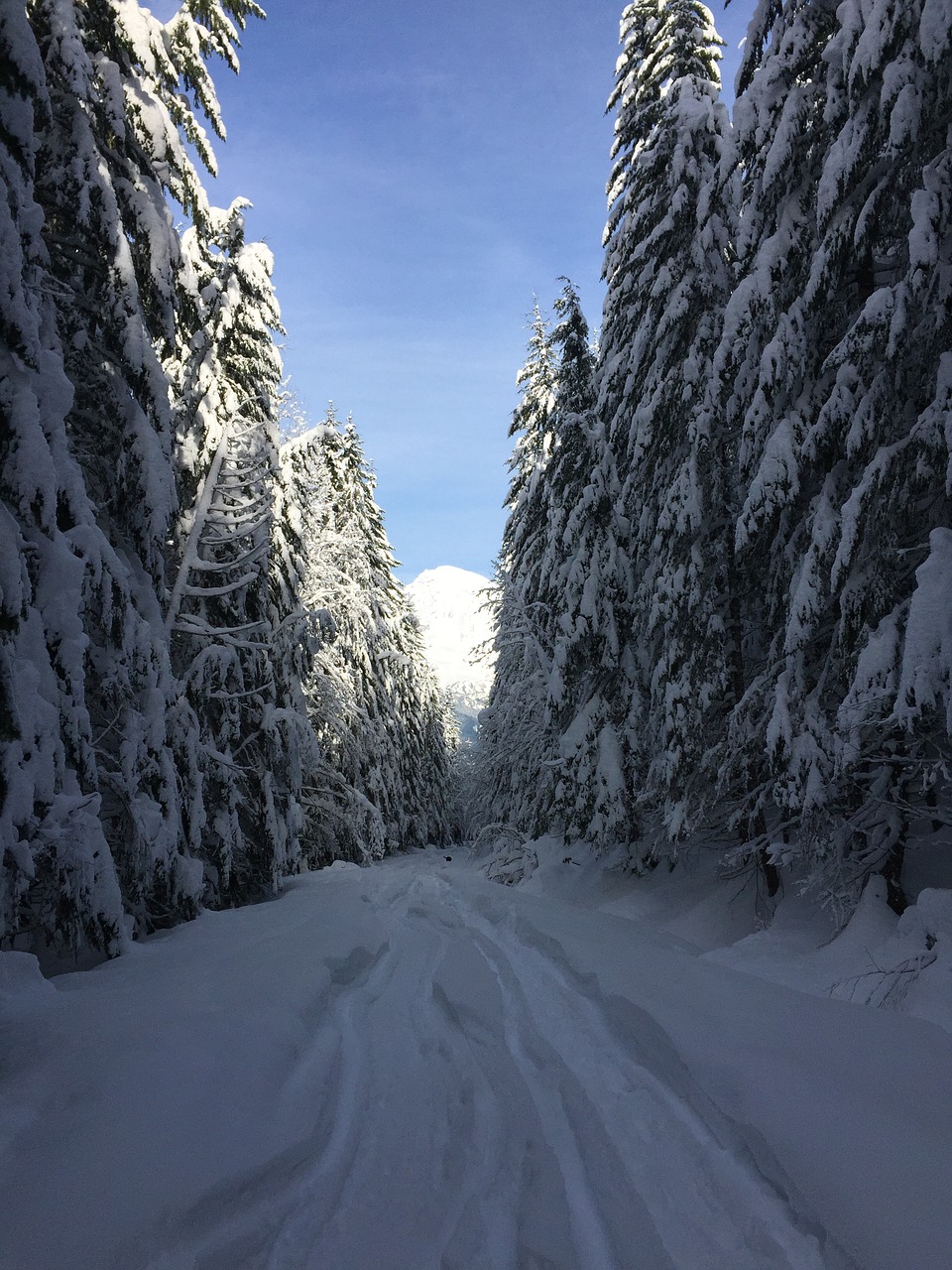 Image - snow northwest trees winter nature