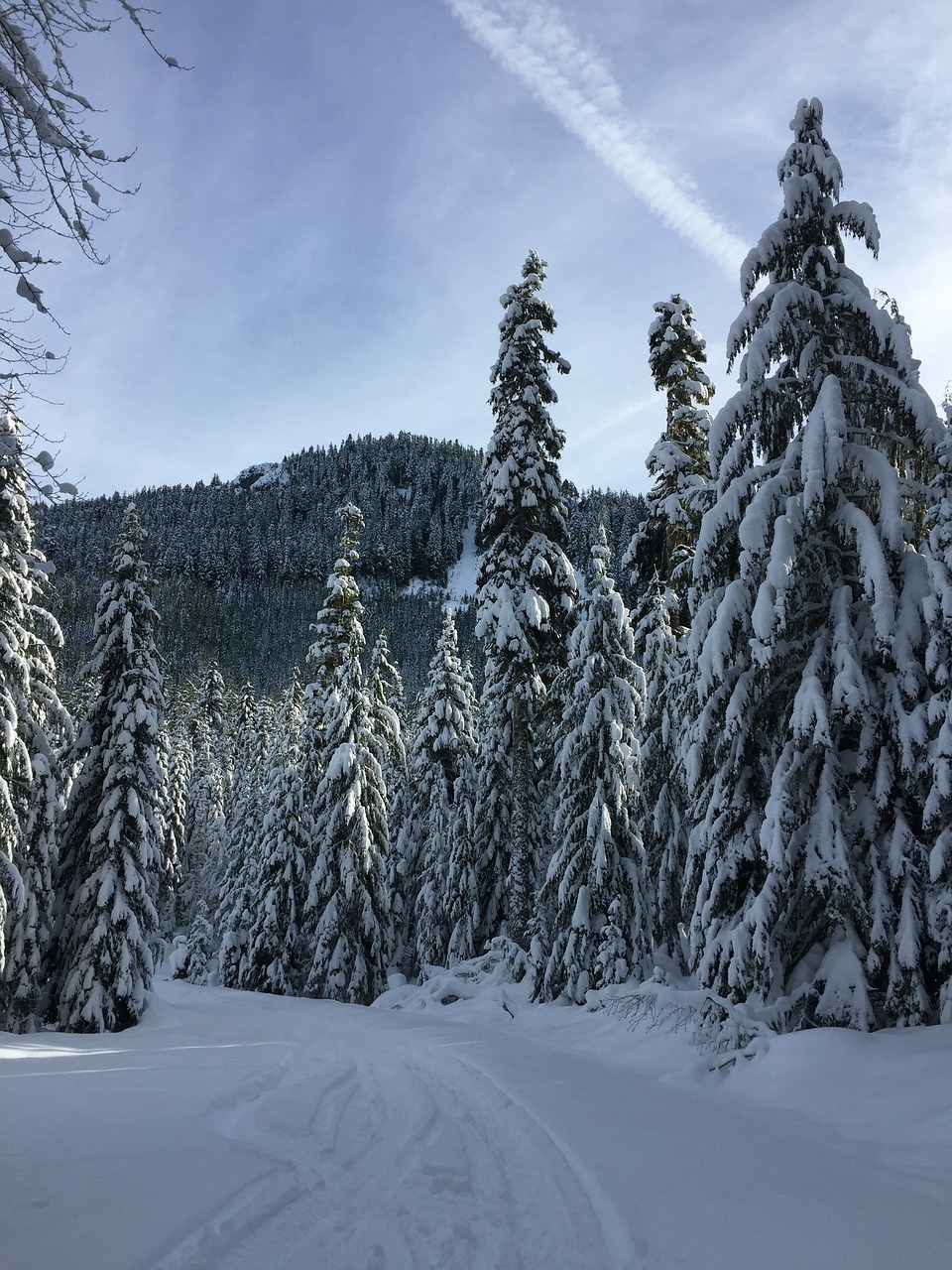 Image - snow winter trees forest season