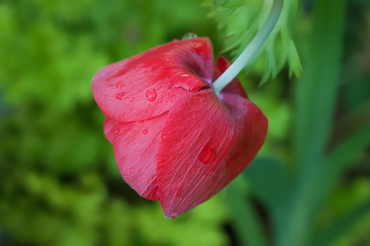 Image - flower red flower blossom bloom