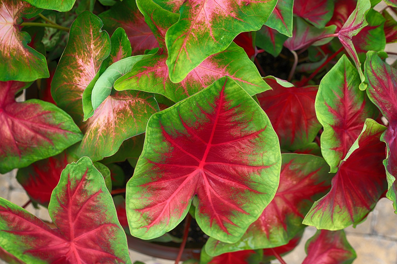 Image - caladium red green lush healthy