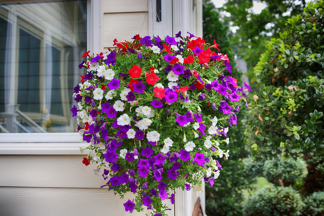 Image - petunia flower purple white red