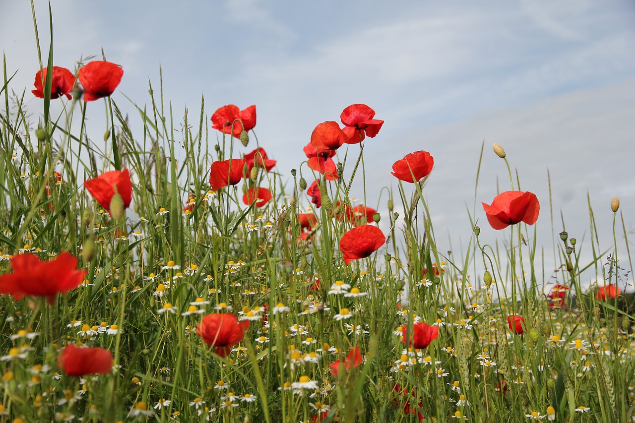 Image - flower meadow poppy nature summer