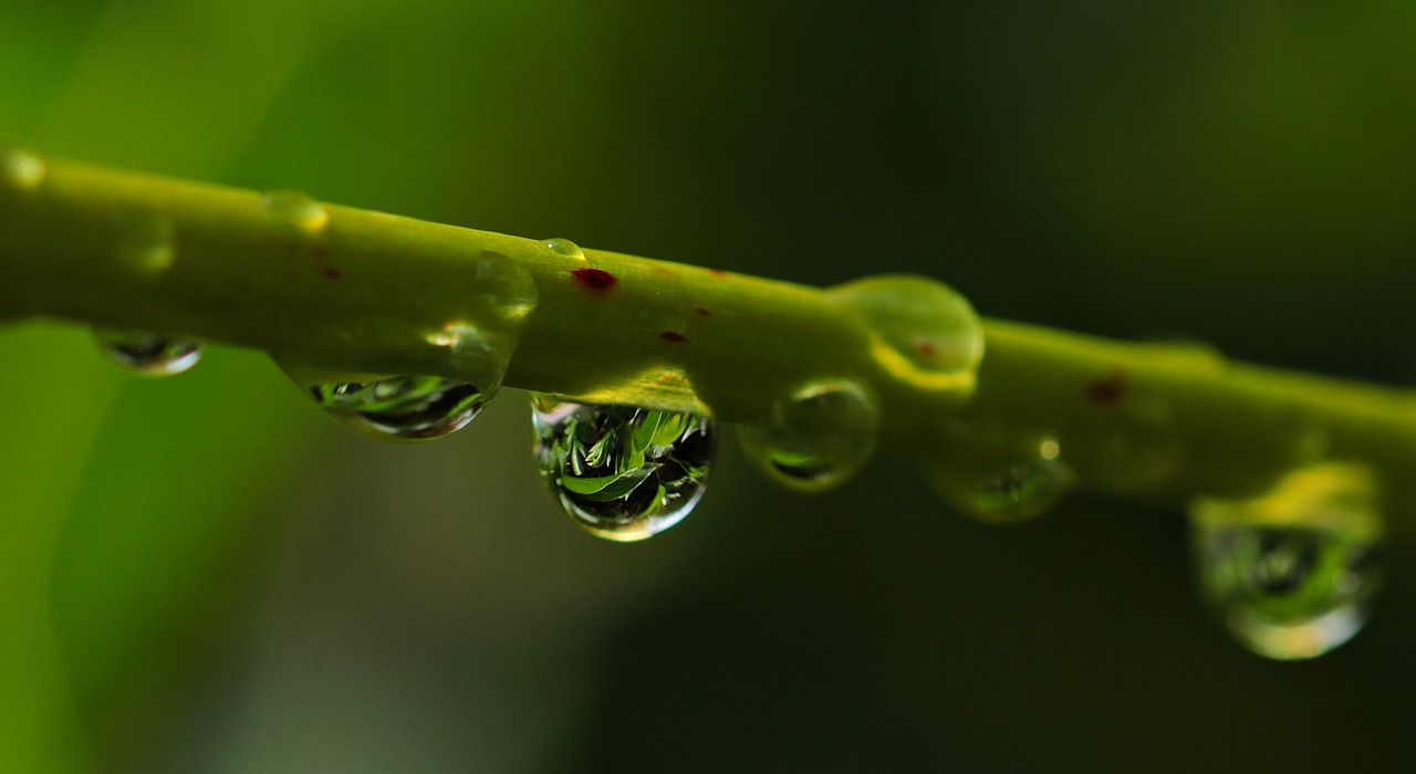 Image - drop of water drip nature raindrop