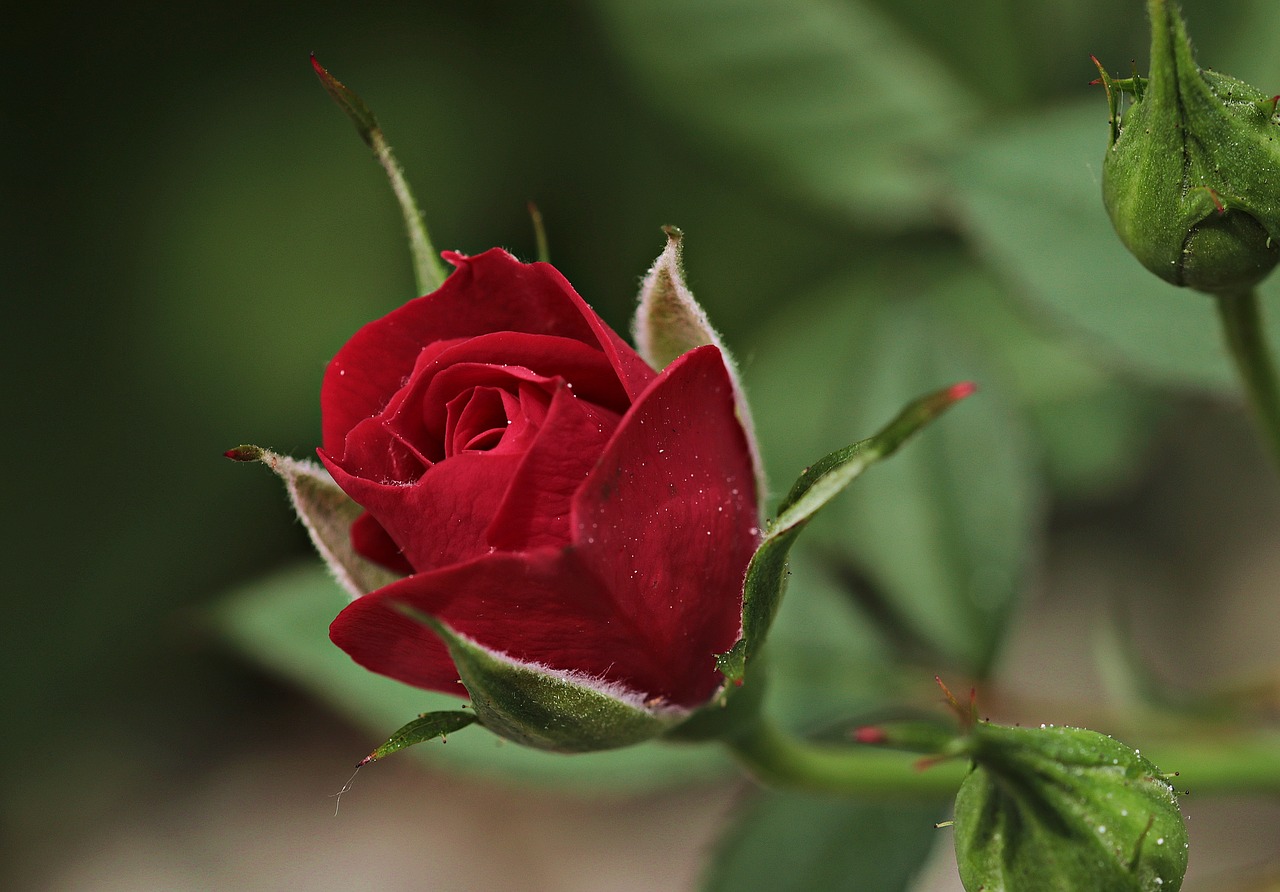 Image - rose flower rose blooms blossom