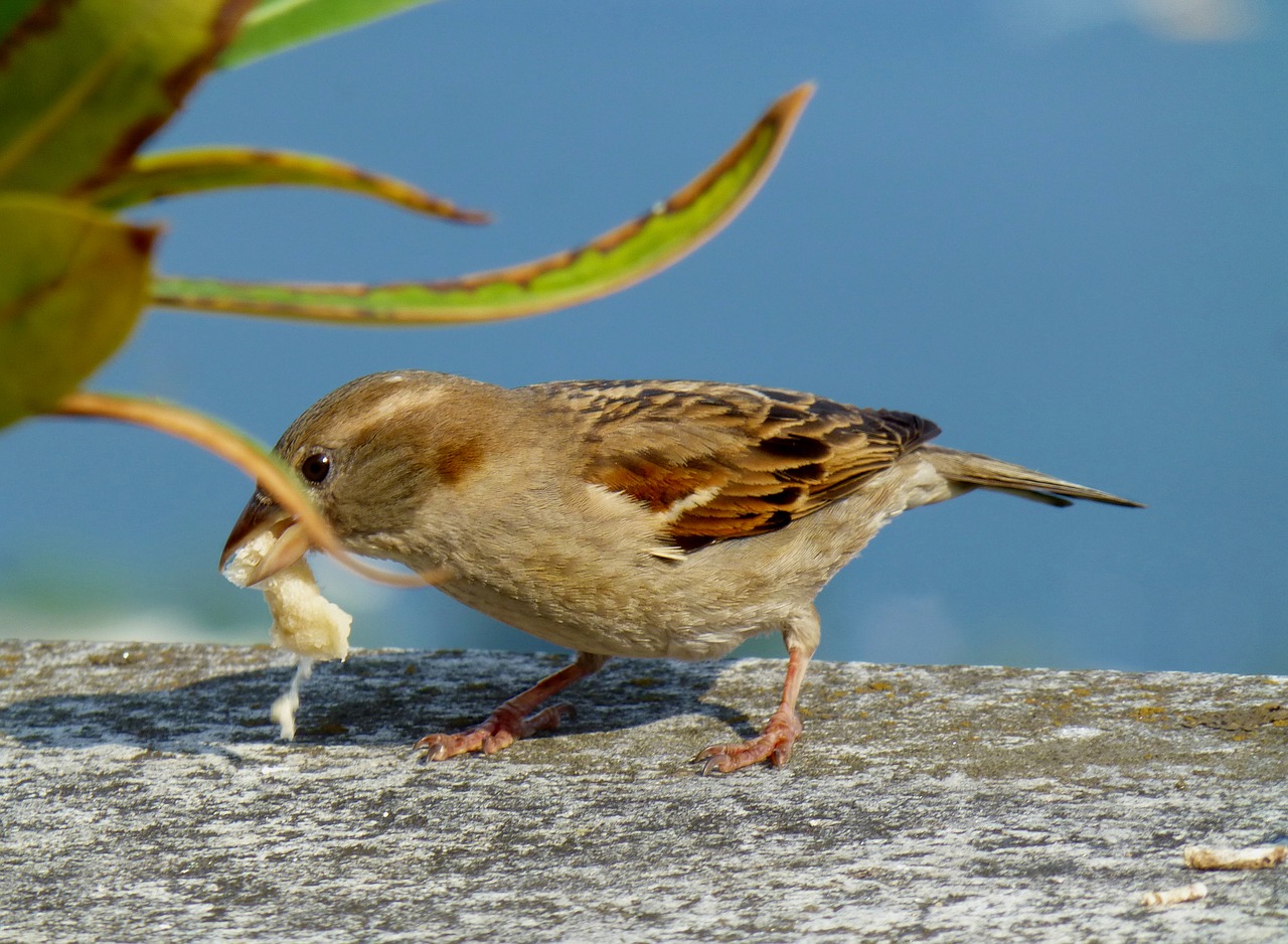 Image - sparrow sperling bird feed