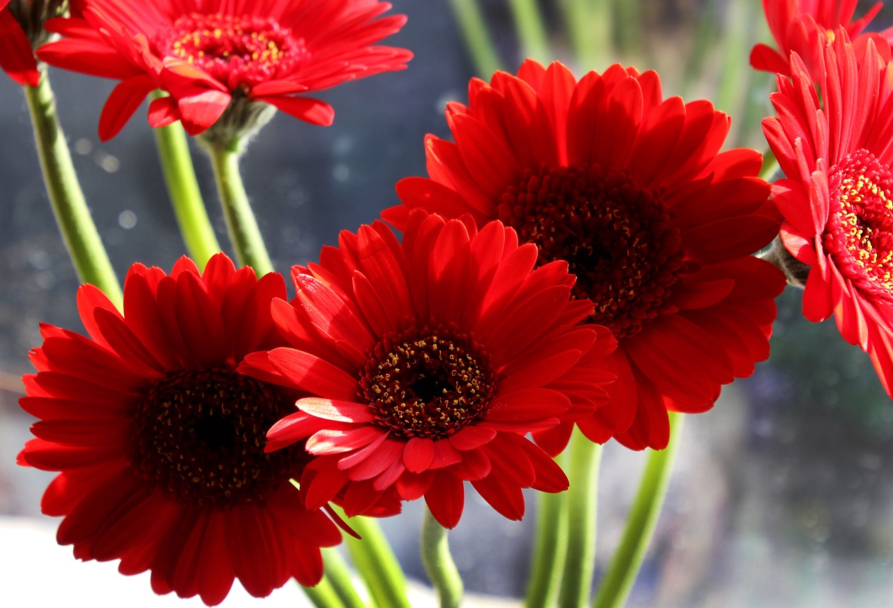 Image - gerbera flower floral spring