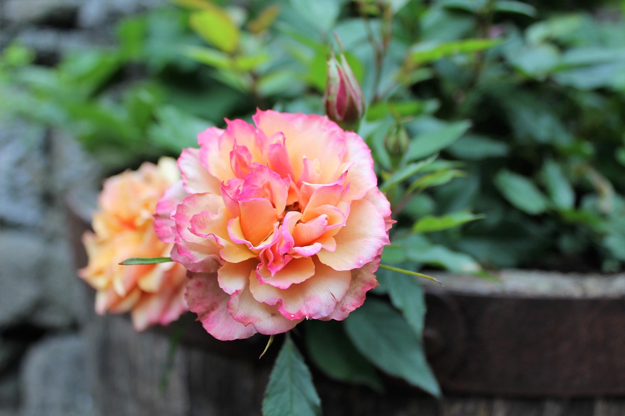 Image - rose scented pretty summer flower