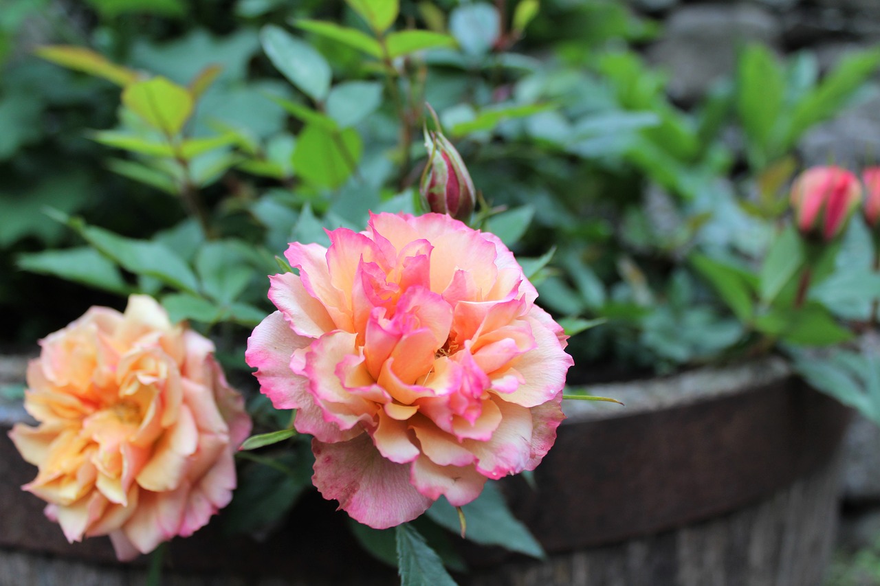 Image - rose petals bloom scent garden
