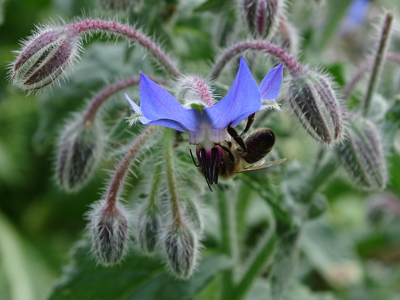 Image - borage cucumber herb bee