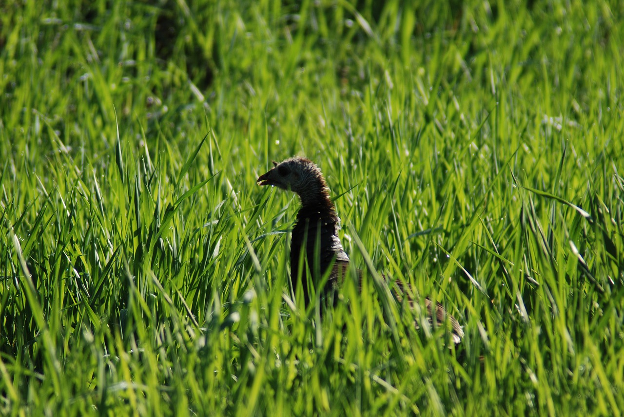 Image - turkey wildlife animal grass bird