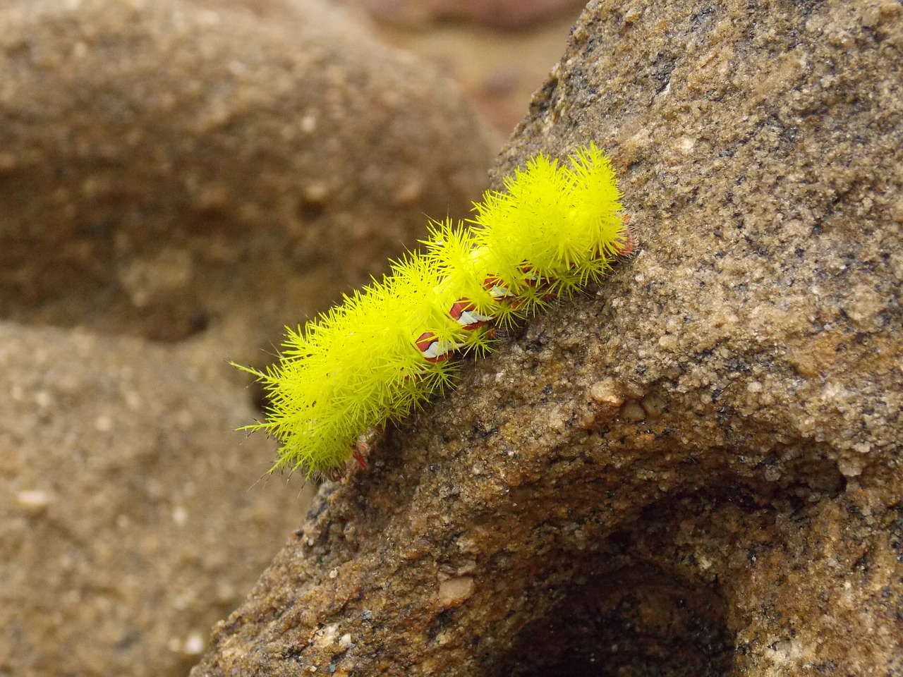 Image - sponge mar nature deep sea beach