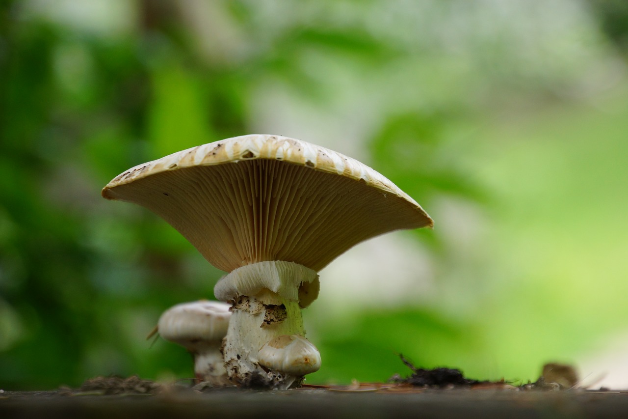Image - fungus forest stump tree mushrooms