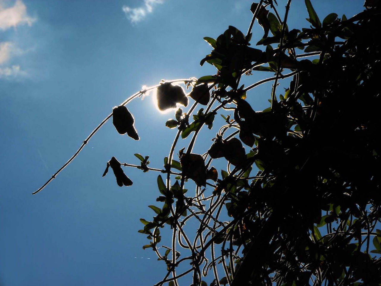 Image - ivy sun creepers the sky