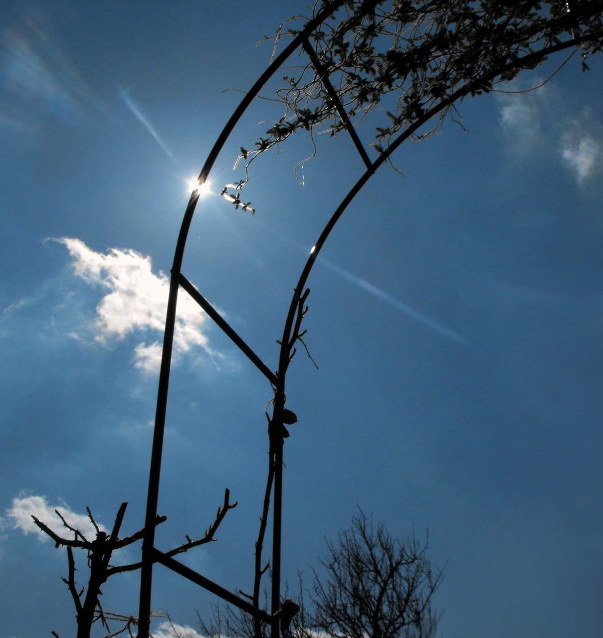 Image - ivy sun creepers the sky