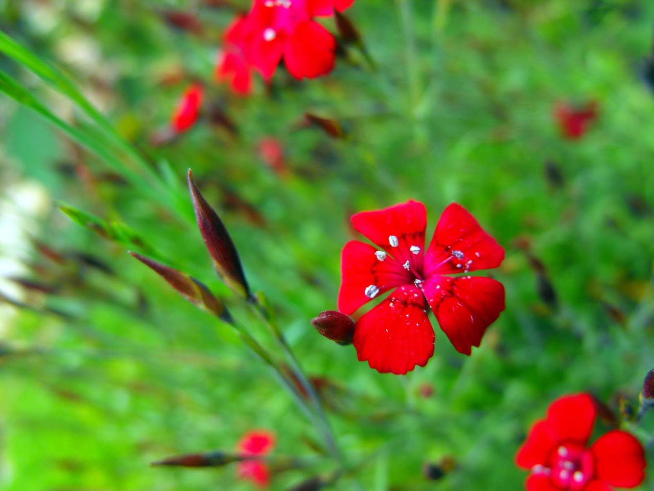 Image - flowers red garden plant nutmeg