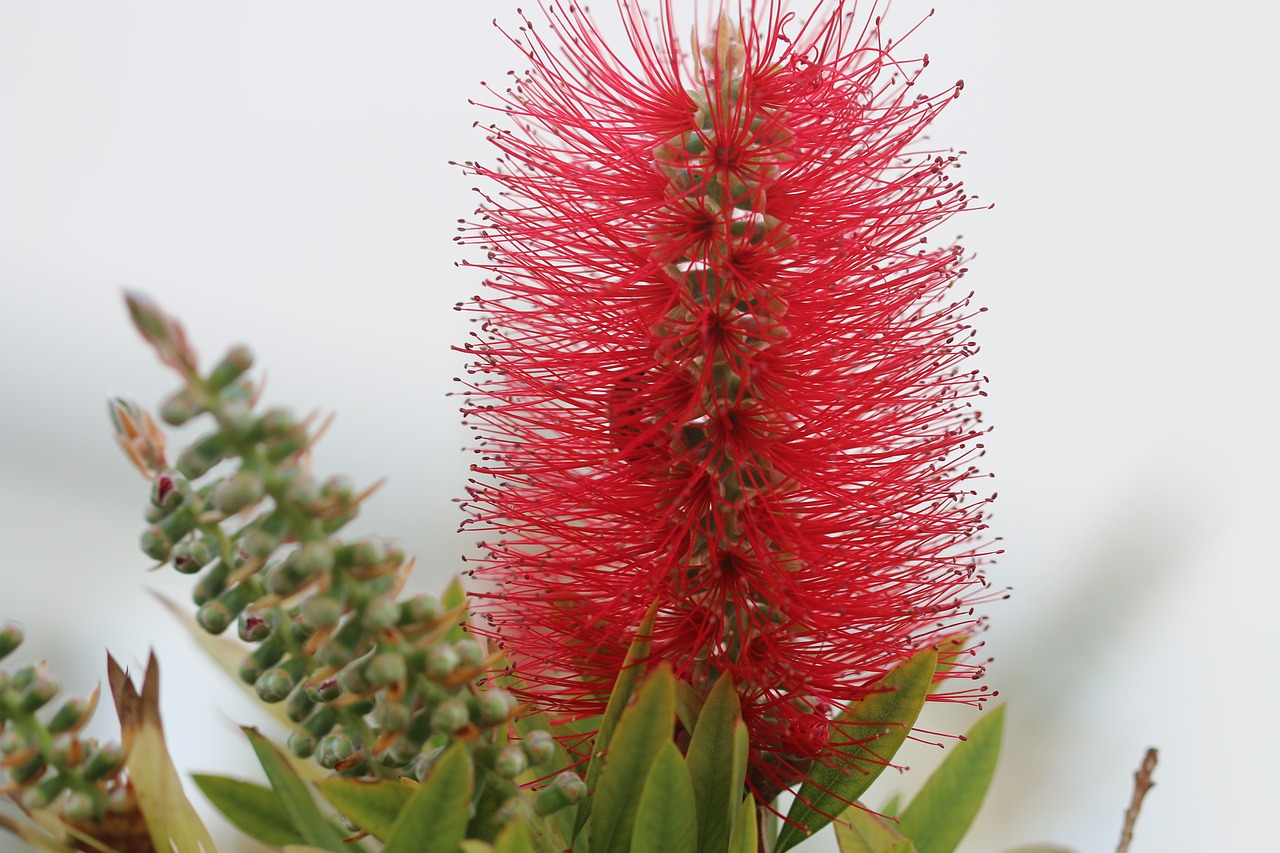 Image - red flower after the rain nature
