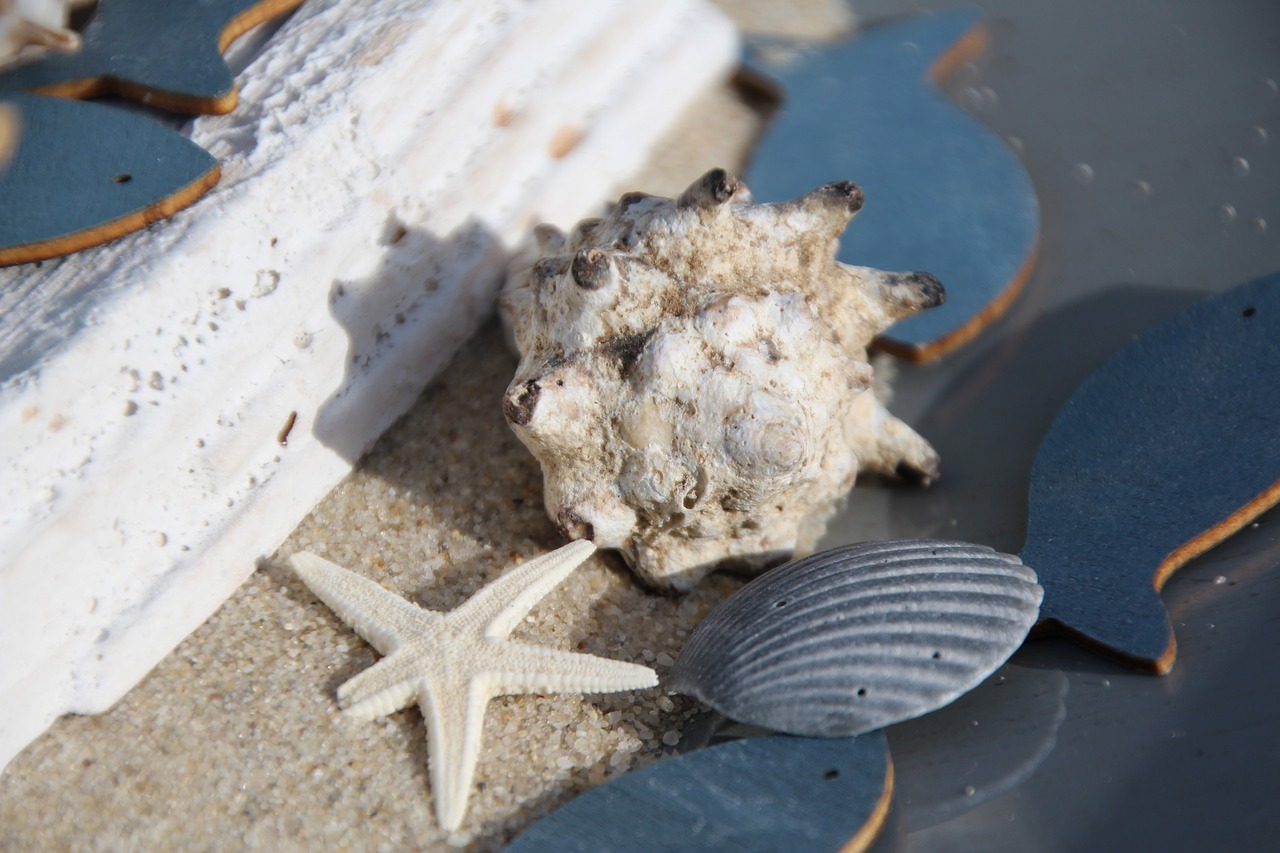 Image - fish mussels deco sea coast beach