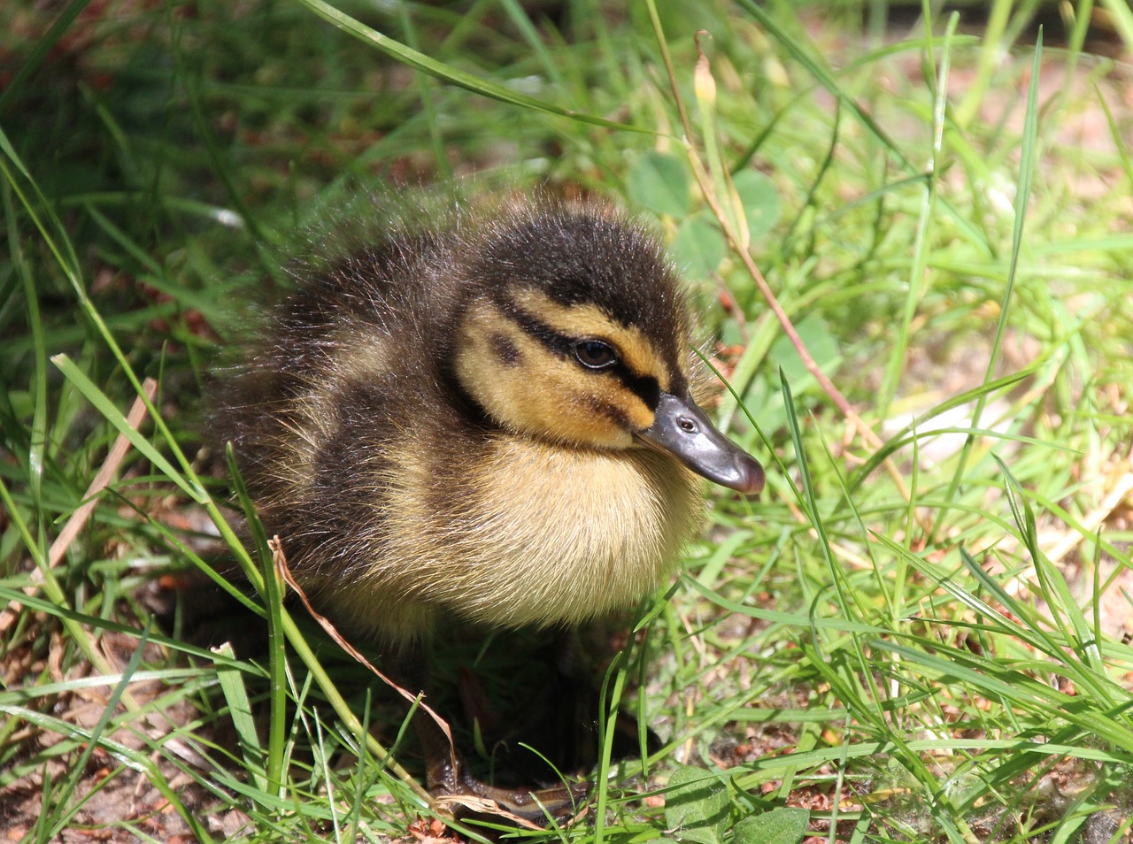 Image - ducklings duck water bird chicks