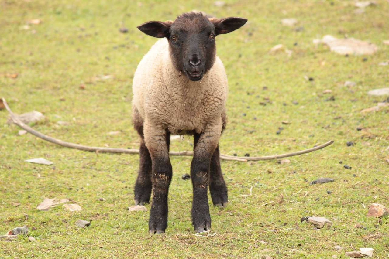 Image - lamb sheep cub farm animal