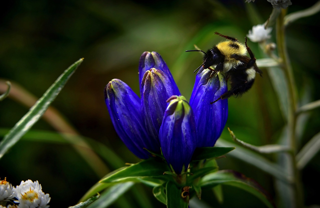 Image - bourdon flowers forage summer