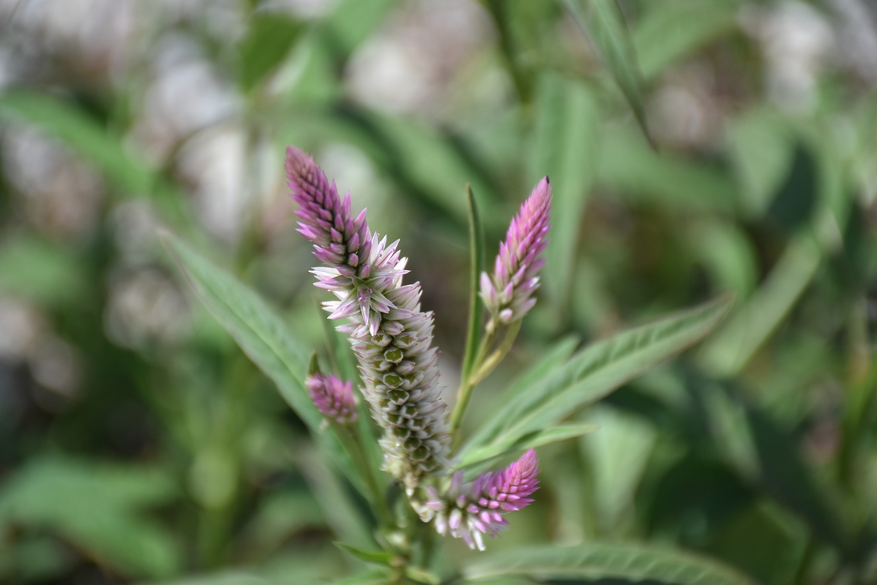 Image - macro flowers nature green grass