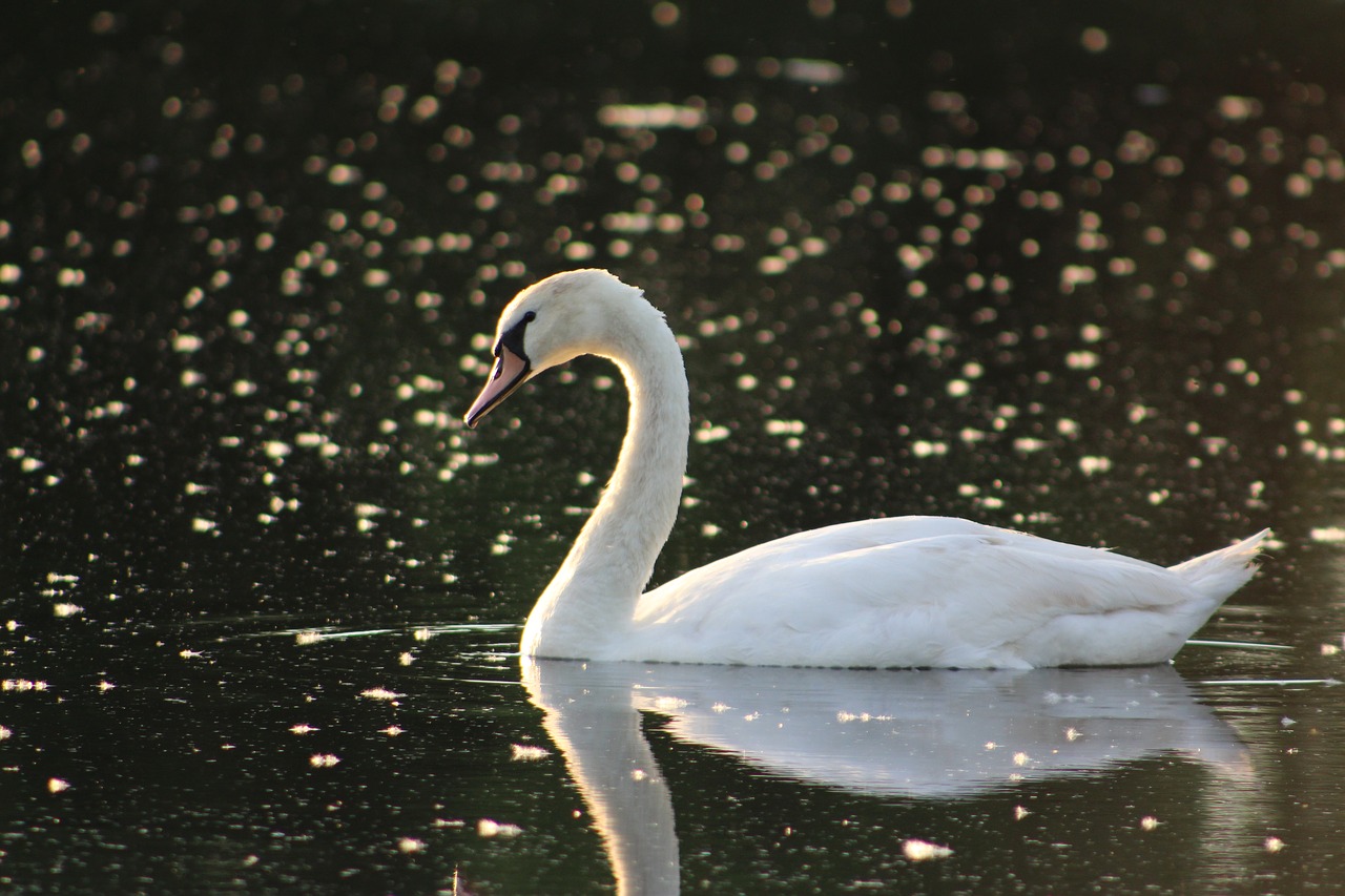 Image - swan nature lake katherine