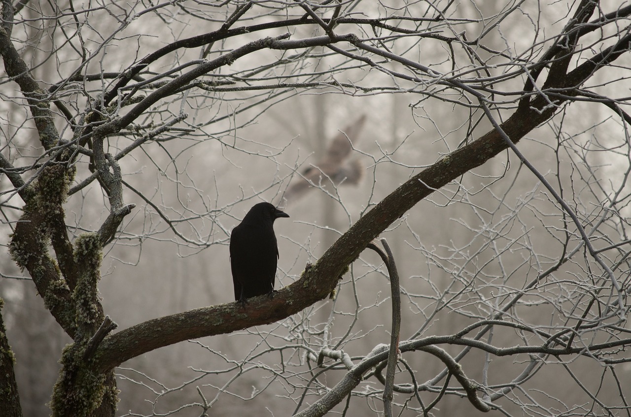 Image - crow harassing owl winter frost