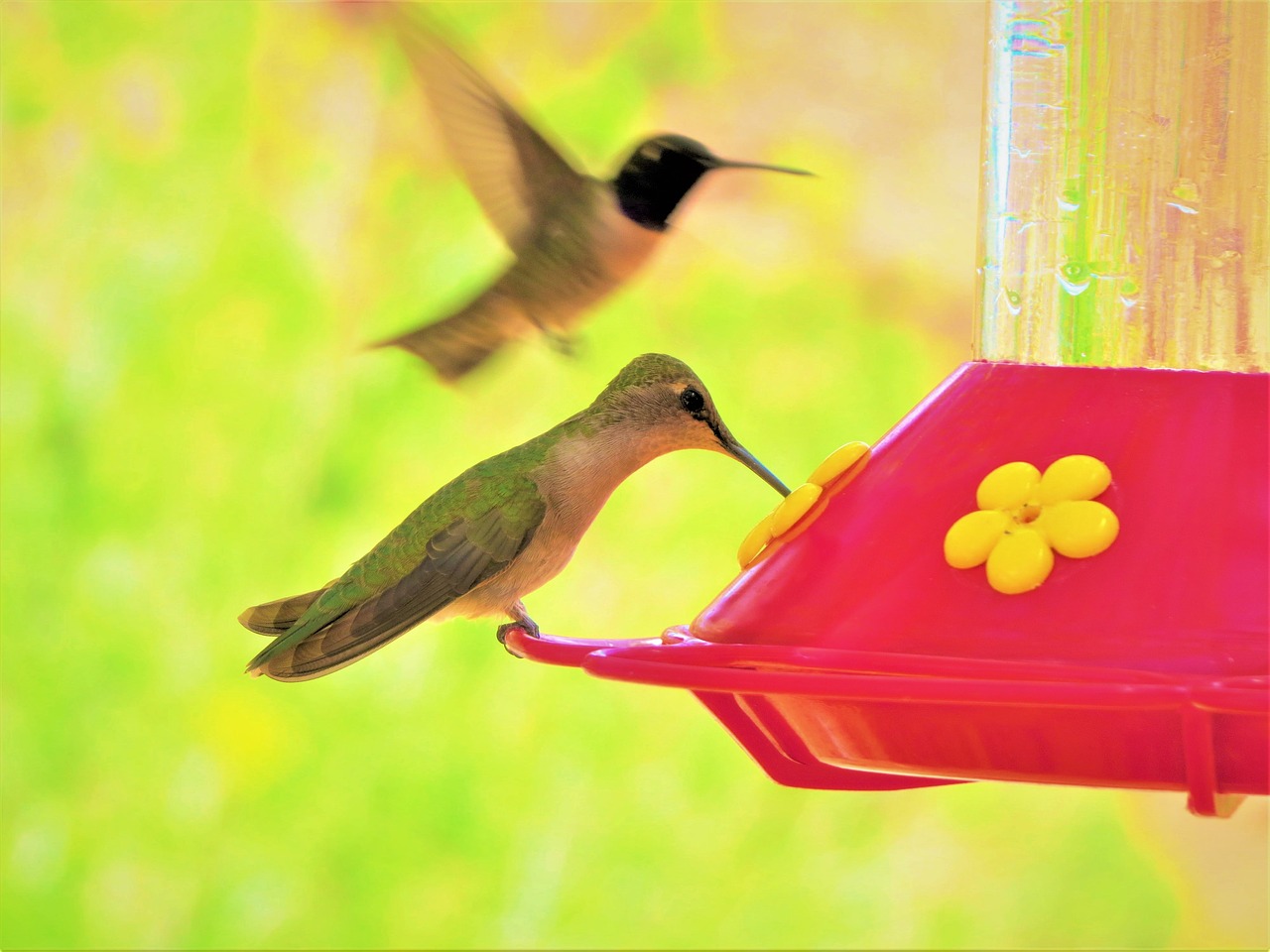 Image - humming bird colorful green yellow