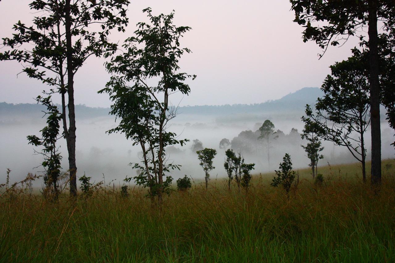 Image - morning wild mist